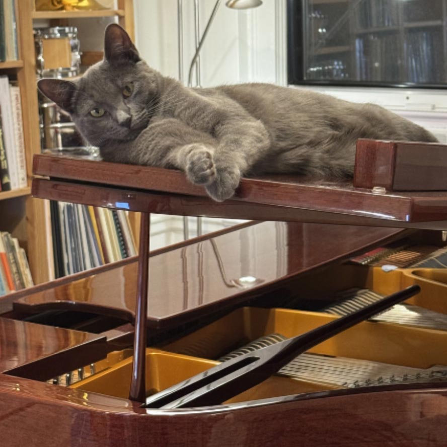 Whisper, our Kitten on the Keys